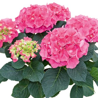 Ballhortensie 'Saxon® Stolpen'