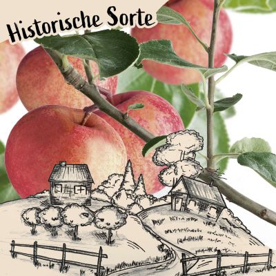 Herbstapfel 'Schöner aus Haseldorf'