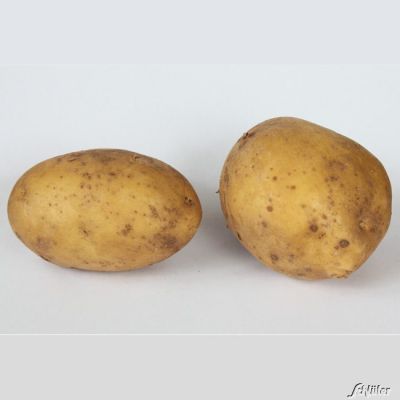 Pflanzkartoffeln 'Linda' Pflanzkartoffeln 'Linda'