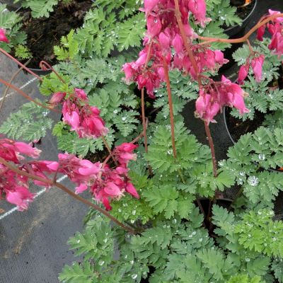 Zwergige Garten-Herzblume 'Luxuriant'