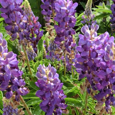 Gartenlupine 'Gallery Blue'