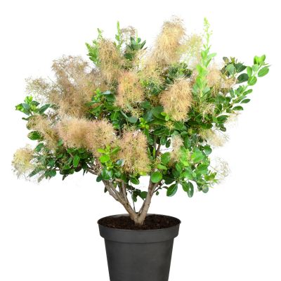 Perückenstrauch 'Young Lady' Perückenstrauch 'Young Lady'