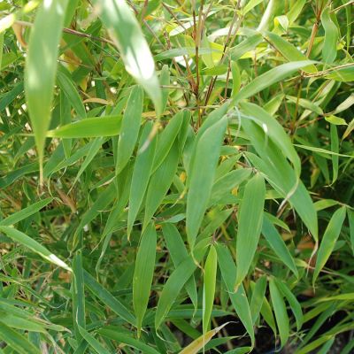 Gartenbambus 'Campbell' Gartenbambus 'Campbell'