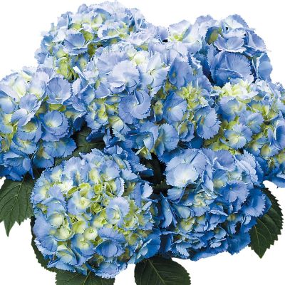 Ballhortensie Saxon® 'Elbtal'