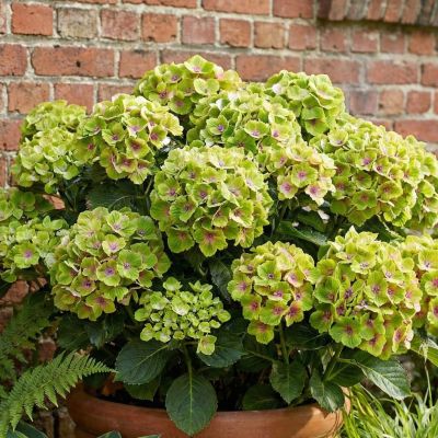 Gartenhortensie 'Magical Green Delight®' 
