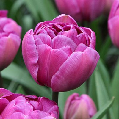 Gefüllte späte Tulpe 'Blue Diamond' - 7 Stück