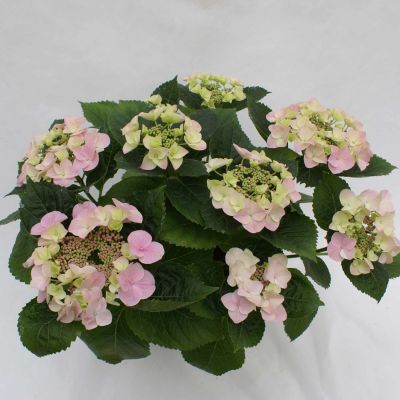 Tellerhortensie 'Mirage'
