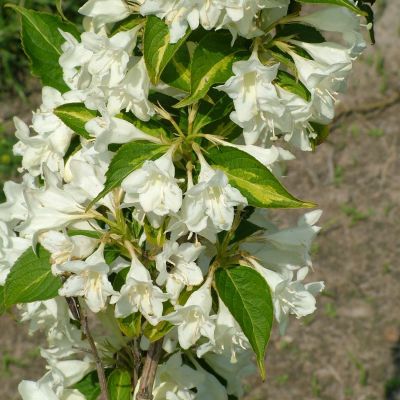 Weigelie 'Milk and Honey®'