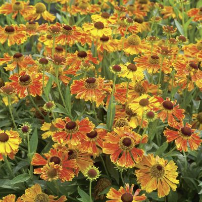 Sonnenbraut 'Waltraut'