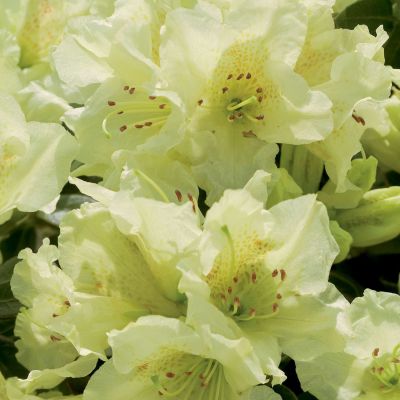 Rhododendron 'Curlew'