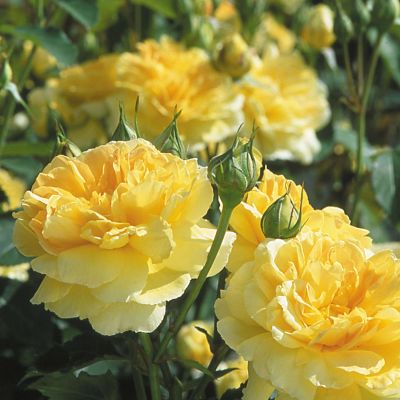 David Austin-Rose 'Molineux®' - AGM-Rose David Austin-Rose 'Molineux®' - AGM-Rose
