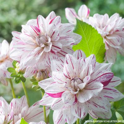 Dahlie 'Bright Diamond'
