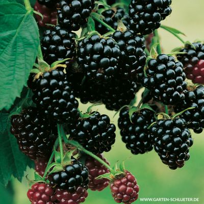 Brombeere 'Dirksen Thornless' Brombeere 'Dirksen Thornless'