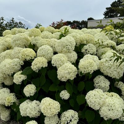 Ballhortensie 'Annabelle' Ballhortensie 'Annabelle'