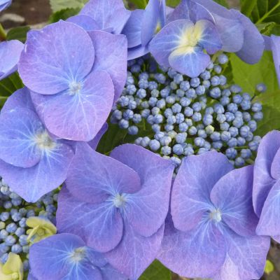Tellerhortensie 'Blue Sky'