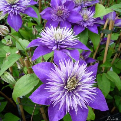 Clematis 'Multiblue' Clematis 'Multiblue'