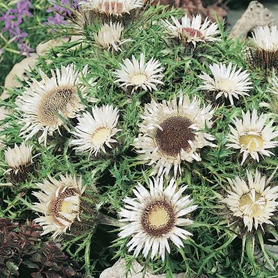 Silberdistel