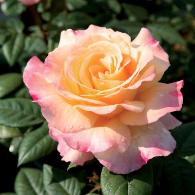 Stammrose 'Aquarell®' - 60 cm Stamm Stammrose 'Aquarell®' - 60 cm Stamm