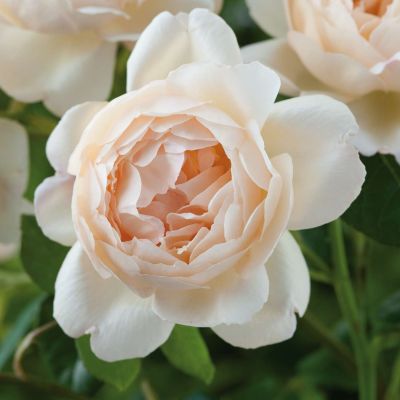 David Austin-Rose 'Wollerton Old Hall' David Austin-Rose 'Wollerton Old Hall'