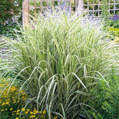 Weißgestreiftes Chinaschilf 'Variegatus' Weißgestreiftes Chinaschilf 'Variegatus'