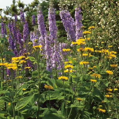 Ochsenauge 'Golden Yellow'