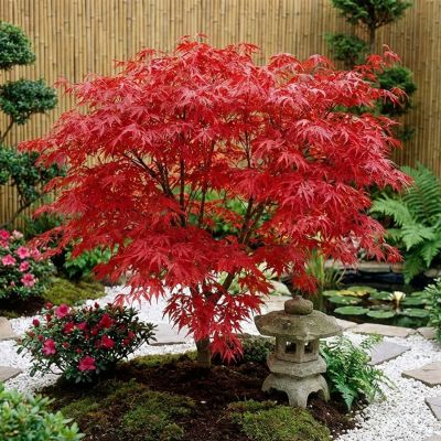 Fächer-Ahorn 'Inaba-shidare'