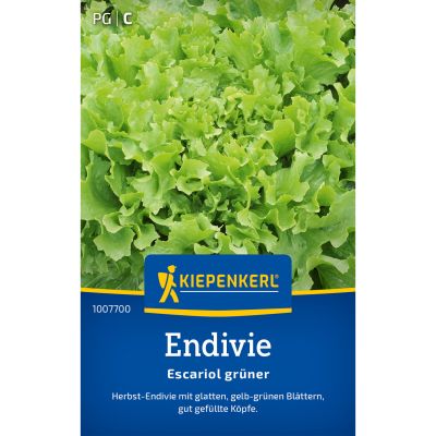Endiviensalat 'Escariol grüner'