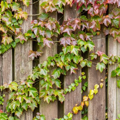 Selbstklimmender Wilder Wein Selbstklimmender Wilder Wein