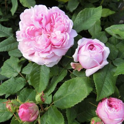 Stammrose 'Jacques Cartier' - 60 cm Stamm Stammrose 'Jacques Cartier' - 60 cm Stamm
