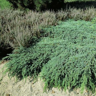Blauer Kriechwacholder 'Blue Carpet' Blauer Kriechwacholder 'Blue Carpet'