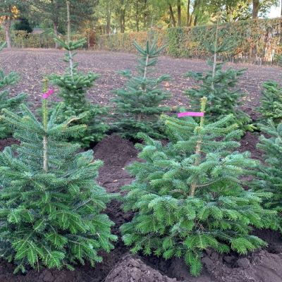 Nordmanntanne im Topf gewachsen - 50-60 cm Nordmanntanne im Topf gewachsen - 50-60 cm
