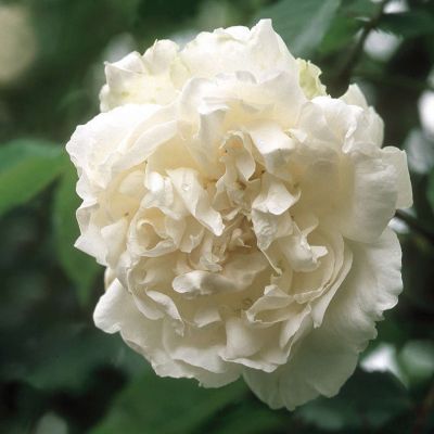 Ramblerrose 'Mme Alfred Carriére' Ramblerrose 'Mme Alfred Carriére'