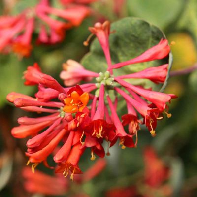 Fuchsienblütige Geißschlinge 'Dropmore Scarlet'