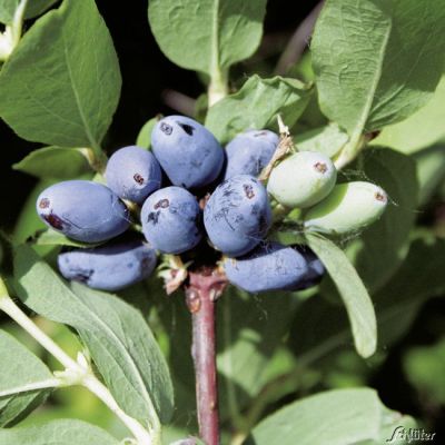 Sibirische Blaubeere 'Woloszebnica' Sibirische Blaubeere 'Woloszebnica'
