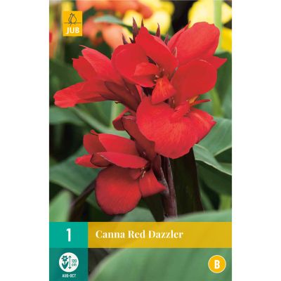 Canna 'Red Dazzler'- 1 Stück Canna 'Red Dazzler'- 1 Stück