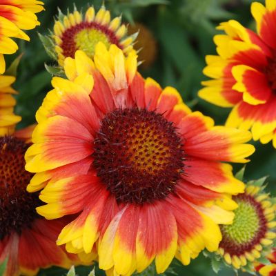 Kokardenblume 'Arizona Sun' Kokardenblume 'Arizona Sun'