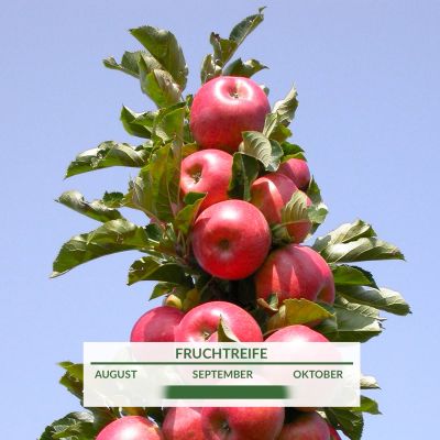 Säulenapfel 'Rondo' Säulenapfel 'Rondo'