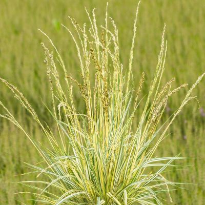 Gestreiftes Garten-Pfeifengras