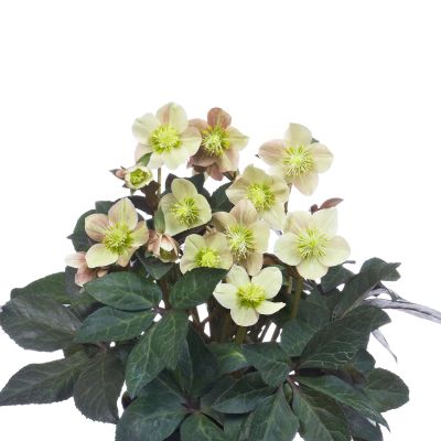 Frühlings-Schneerose 'Merlin®' - Lenzrose - Helleborus Gold Collection