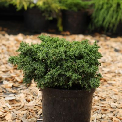 Sicheltanne 'Yokohama' Sicheltanne 'Yokohama'