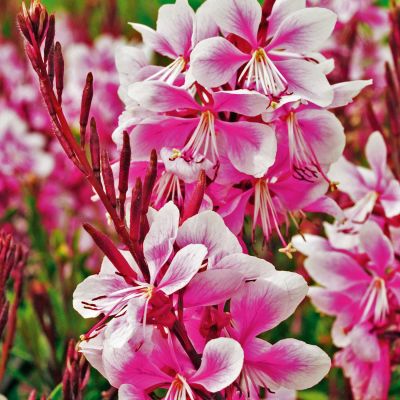 Prachtkerze 'Siskiyou Pink' Prachtkerze 'Siskiyou Pink'
