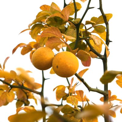 Bitterorange Bitterorange