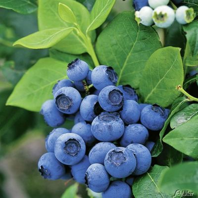 Heidelbeere 'Northblue' Heidelbeere 'Northblue'