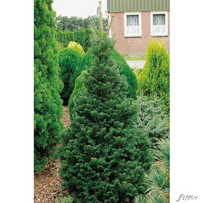 Weißtanne Weißtanne