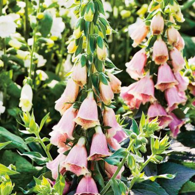 Fingerhut 'Summer King'