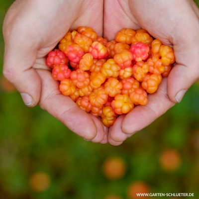 Moltebeere  -  Sumpfbrombeere Moltebeere  -  Sumpfbrombeere