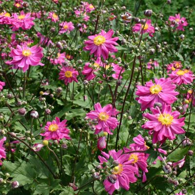 Garten-Herbst-Anemone 'Bressingham Glow'