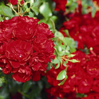 Bodendeckerrose 'Centro®-Rose' Bodendeckerrose 'Centro®-Rose'