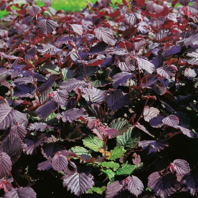 Rotblättrige Haselnuss 'Rotes Kraftpaket'  - Kleine Gartenforscher Rotblättrige Haselnuss 'Rotes Kraftpaket'  - Kleine Gartenforscher