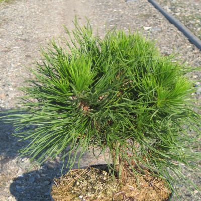 Zwerg-Kiefer 'Varella' Zwerg-Kiefer 'Varella'